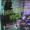 Inherent Vice